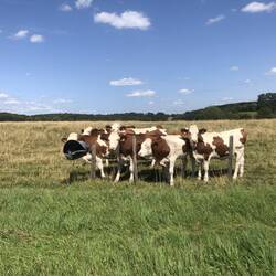 Die Kühe fanden die plastiktüte im wind ganz toll
