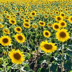 Zauberhaftes Feld am Wegesrand - ein traumhaftes Finale unserer Radtour 🌻🌻🌻