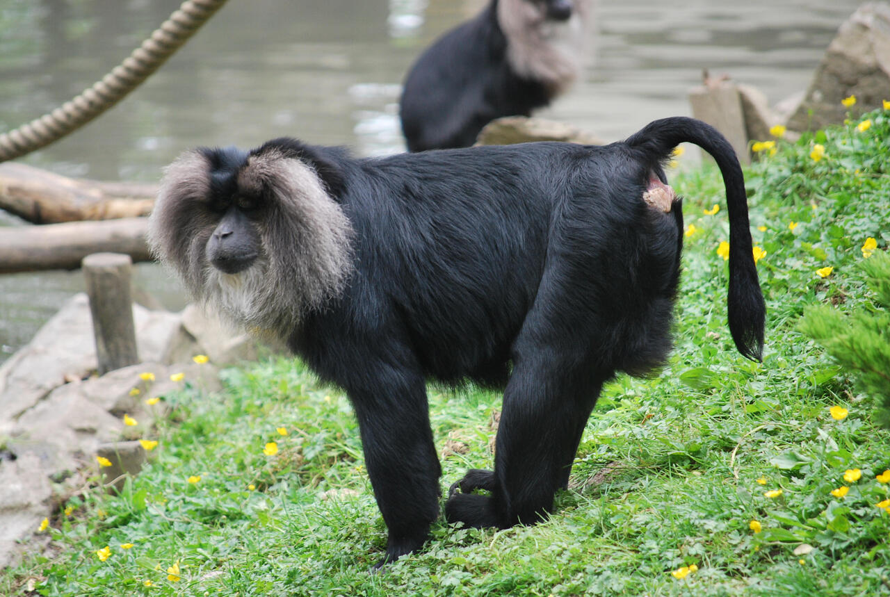 Macaque Ouandérou