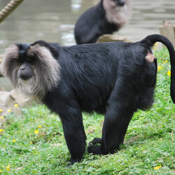 Macaque Ouandérou