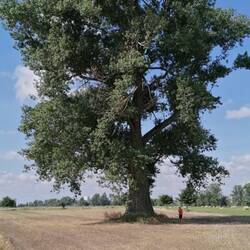 riesige, uralte Bäume bei Magdeburg