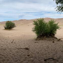 Great Sand Dunes ... from the parking lot access path — Colorado.