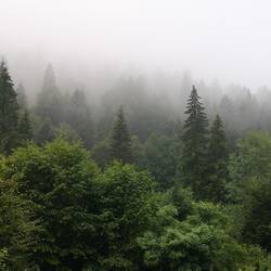 Morning in the fog