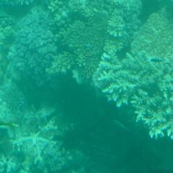 Coral Bed