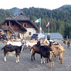 Straniger Alpe