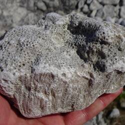 Fossilien in der Hand