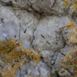 ...und ein paar Mücken weniger in der Luft