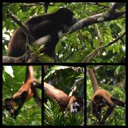 Oben : Brüllaffe Unten : Klammeraffen