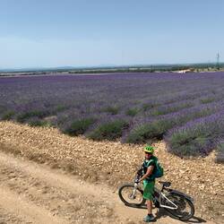 auf dem Weg zum Lavendelhonig-Bauer