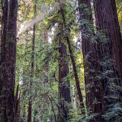Henry Cowell Redwoods State Park