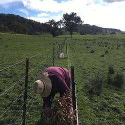 Chief pruner with head down and bum up.
