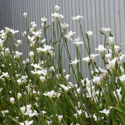Irises about to be thinned out.