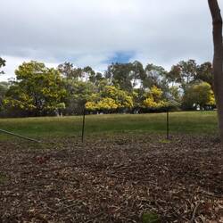 Wattles are blooming early.