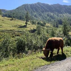 schottische Hochlandrinder