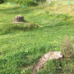 Stumps to go.