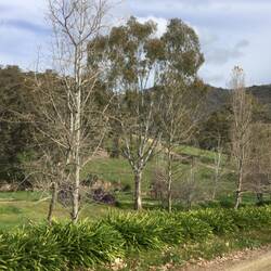 Tree to be removed at lower end of gully.
