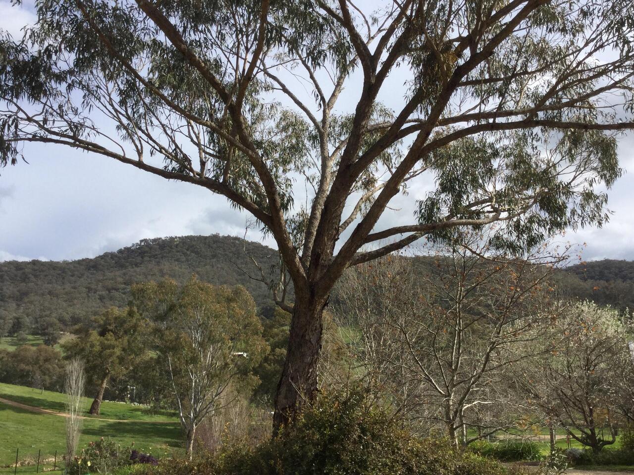 Tree at shed end of gully to go.