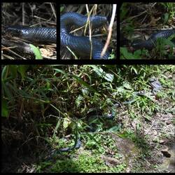 Mussurana, eine Natter und Viper Art