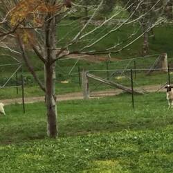 Can sheep look surprised?