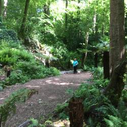 Janette in the fern garden.