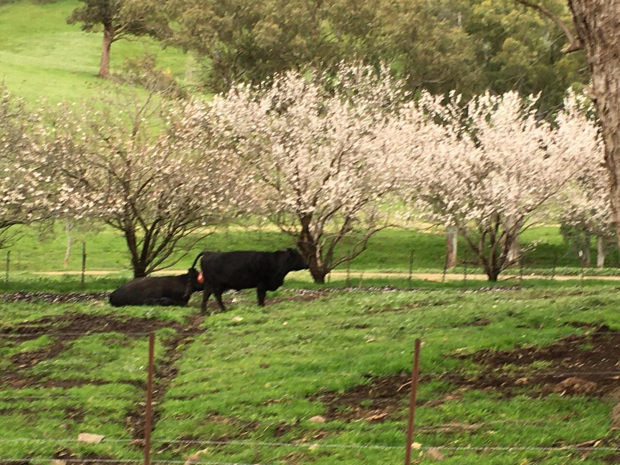Starting to calve.