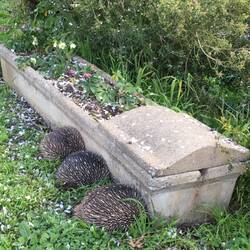 Echidna train.
