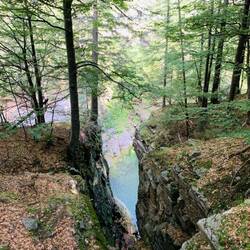 Durch den Birkenwald...