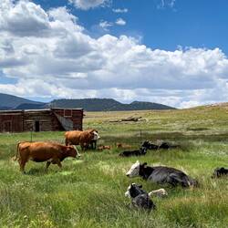 No wildlife near the entrance to Eleven Mile SP ... just domesticated ones — Lake George, CO.
