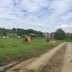Driving through a farm in the high country around Ilam.