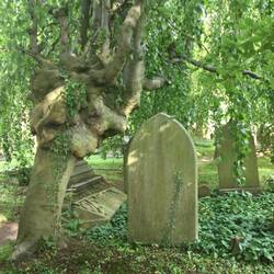 Amazing tree in Prestbury church graveyard.