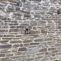 Holes in the castle walls for pogeons to nest in.