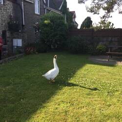 Margam B&B gatekeeper.