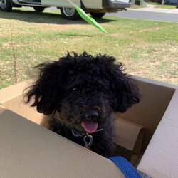 Lacey loves a cardboard box.