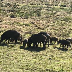 Wildschweine vor dem Mobi