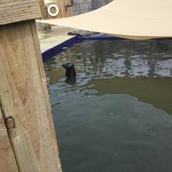 Seal sanctuary, Gweek.