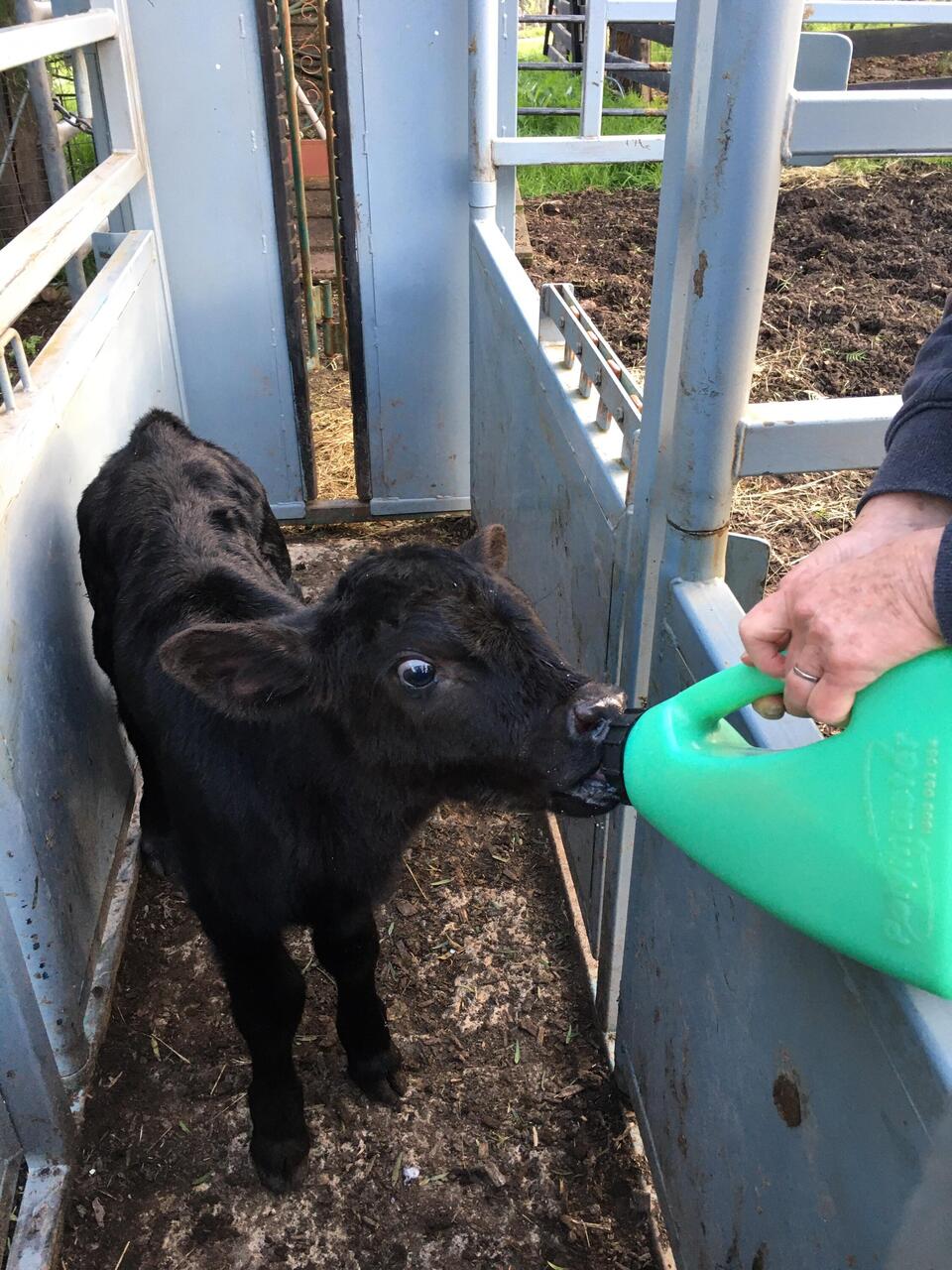 No name having a feed.