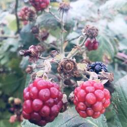 Teils wie im Schlaraffenland