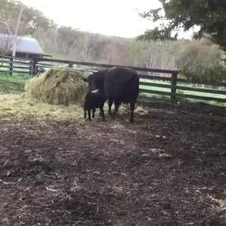 It's the cow on the right that eventually let him suckle.