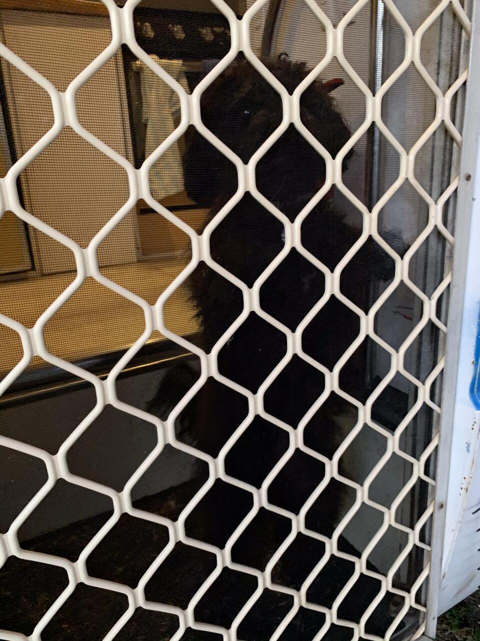 Leaving Lacey while we go out to dinner.
