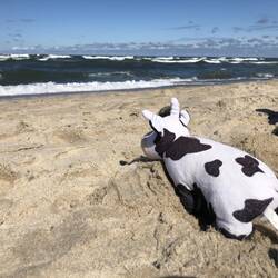 Unsere mitreisende MuhKuh schaut sehnsüchtig auf die Ostsee