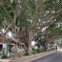 Sawtell main street