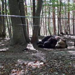 Les ours dansants à la retraite à Belitsa