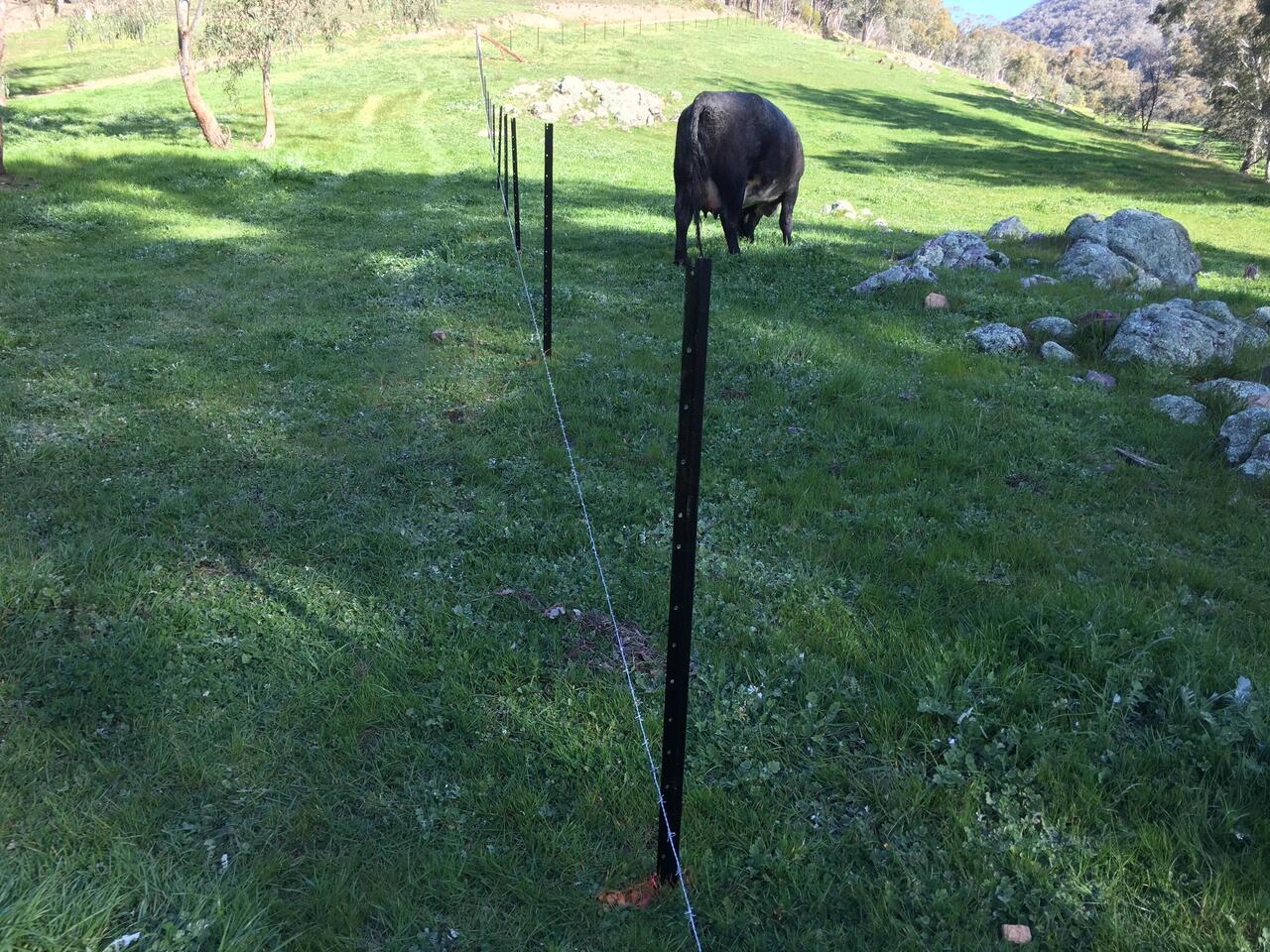 Barbed wire string line.