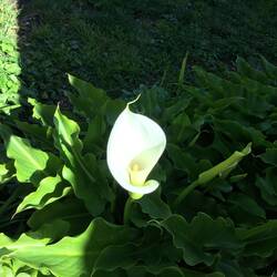 First Lily in Spring.
