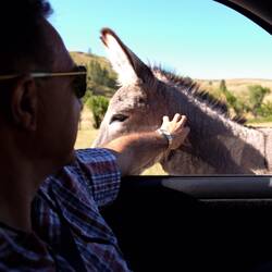 A burro passing us up for a vehicle offering treats — Custer State Park, SD.