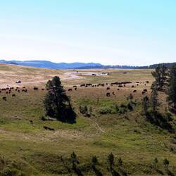 Our first glimpse of the Wind Cave NP bison herd — WCNP, SD.