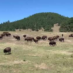 Moving onto new grazing lands perhaps — Wind Cave National Park, SD.