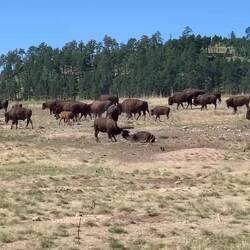 Nothing like a good dust bath to get rid of the fly-itch — Wind Cave National Park, SD.