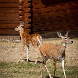 Two of the eight white-tailed deer that came to call on us — Spokane Creek Cabins & Campground, SD