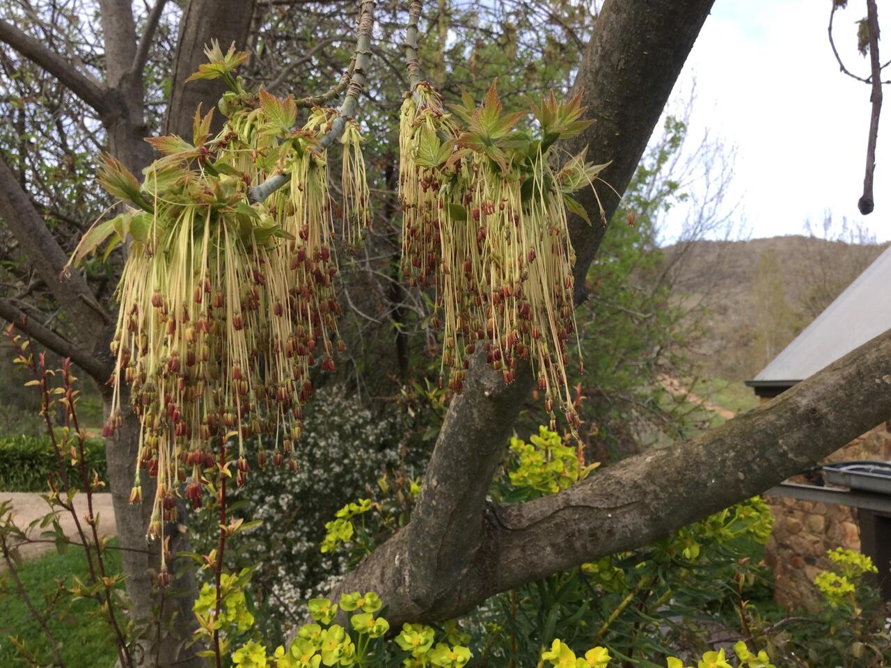 Sycamore flowers